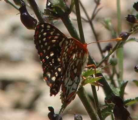 Picture of a Chalcedon Checkerspot  on a Bee Plant n a native garden