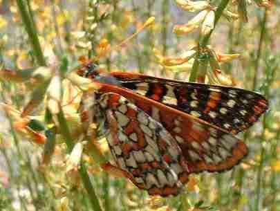 Picture of a Chalcedon Checkerspot on a deer weed