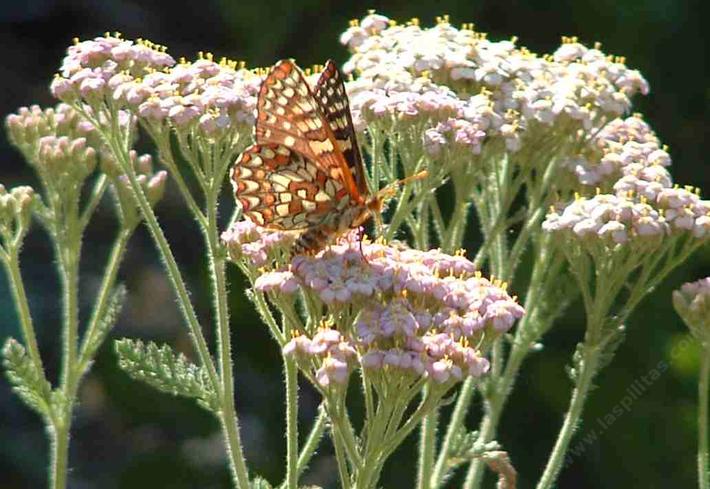Picture of a Chalcedon Checkerspot on a Yarrow in a native garden