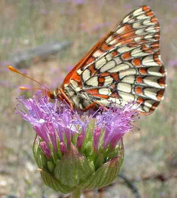 Picture of a Chalcedon Checkerspot on a Monardella sp. in the garden.