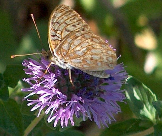 Side view of Comstock fritillary