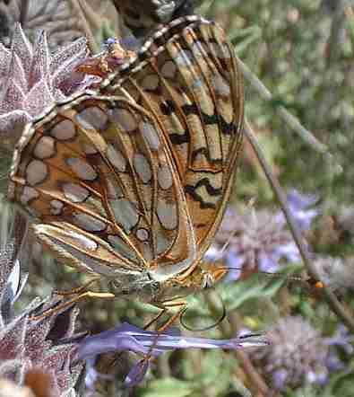 Picture of a fritillary on a Salvia 'Pozo Blue' Picture of a fritillary on a Salvia 'Pozo Blue'