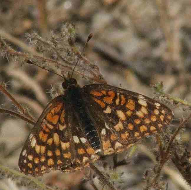 Gabb's checkerspot on a  bush