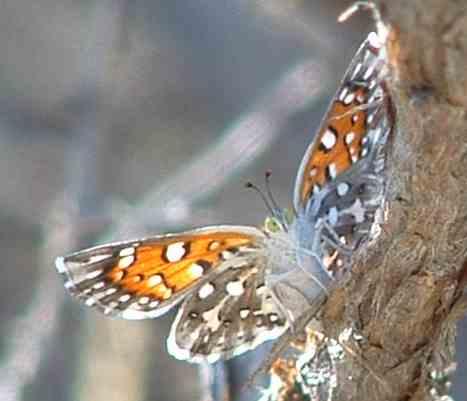 picture of a mormon metalmark resting on a artemesia tridentata