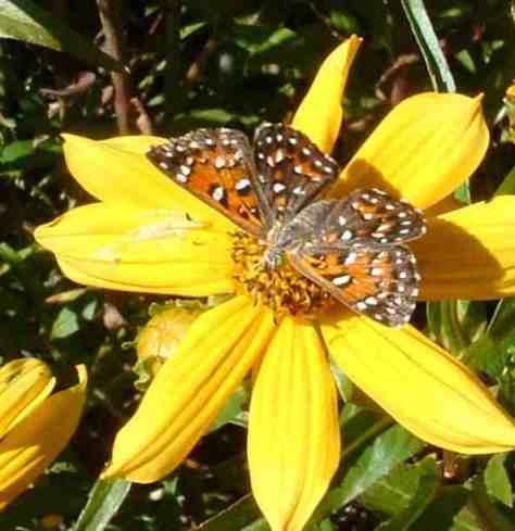 picture of a mormon metal mark getting nectar from a  joaquin daisy