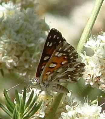 picture of a mormon metalmark  getting nectar from a buckwheat