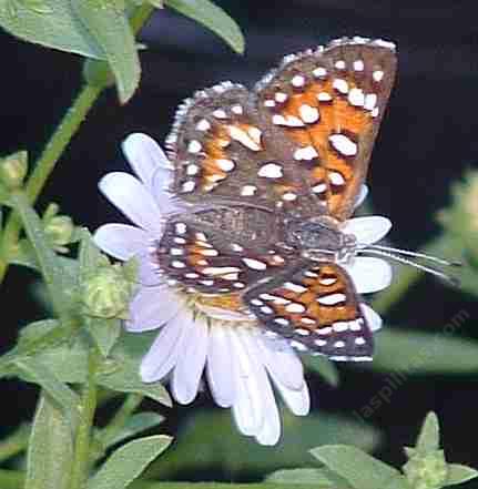 picture of a mormon metalmark getting nectar from a california aster.