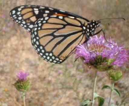 http://www.laspilitas.com/butterflies/Butterflies_and_Moths/Monarch/Monarch_butterfly_on_Monardella.jpg