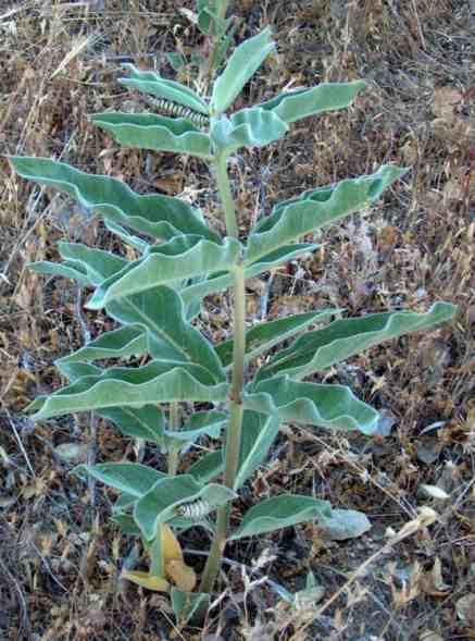 To monarch butterfly larvae on an Asclepias eriocarpa 