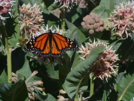 The larval and adult Monarch butterfly likes milkweeds
