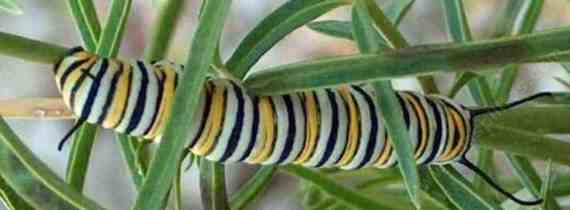 picture of a monarch butterfly larva on a narrow leaf milkweed