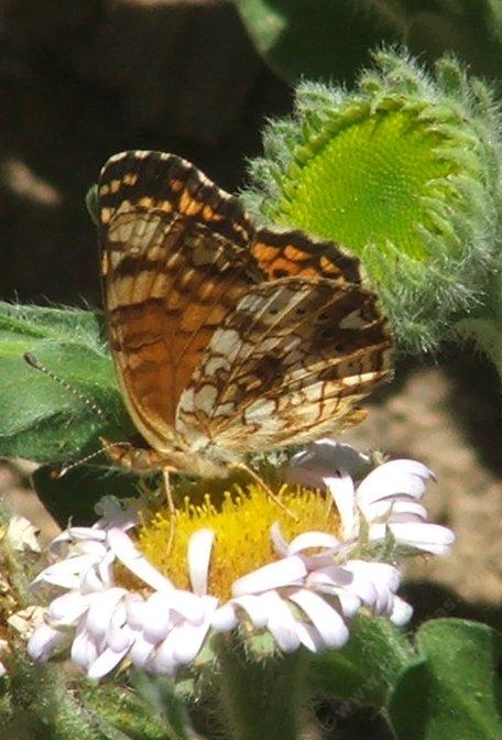 The side view (underside) of Mylitta Crescent.