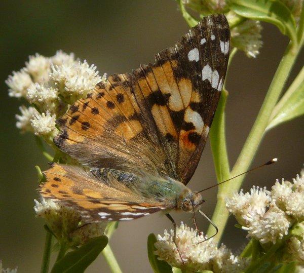 Painted Lady on a Baccharis emoryii