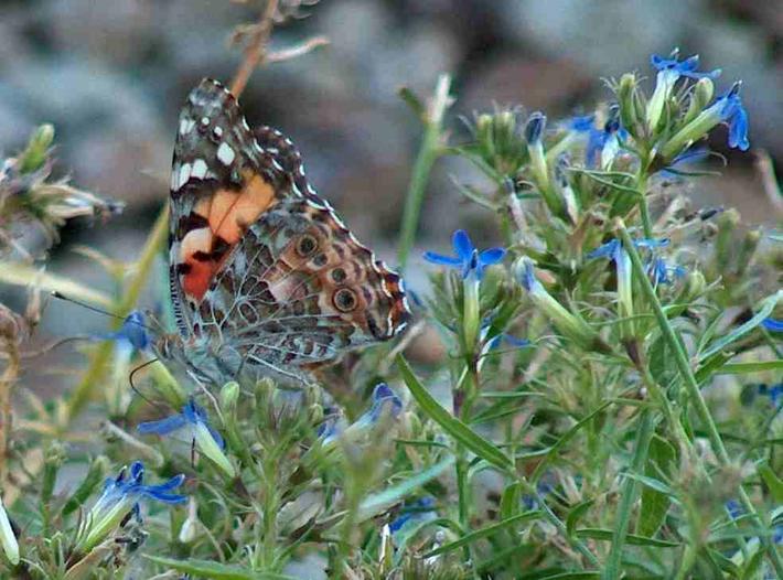 picture of a painted lady butterfly on a Lobelia dunnii