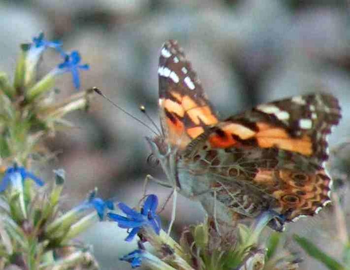 picture of a Painted lady butterfly on a Lobelia dunnii