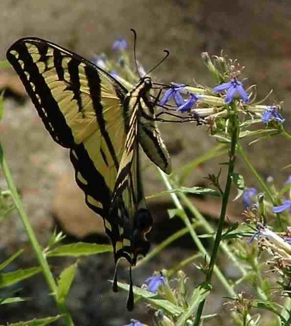 Butterfly pictures genus species tiger swallowtail 3
