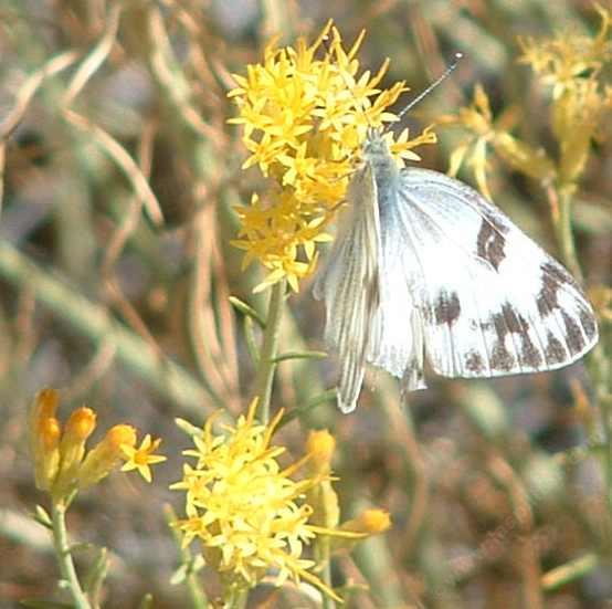 picture of a common white butterfly on a rabbitbrush