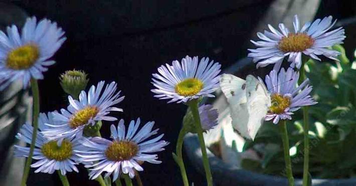 picture of a common white butterfly getting nectar from a Erigeron Wayne Roderick Daisy