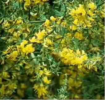 Picture of a deerweed plant
