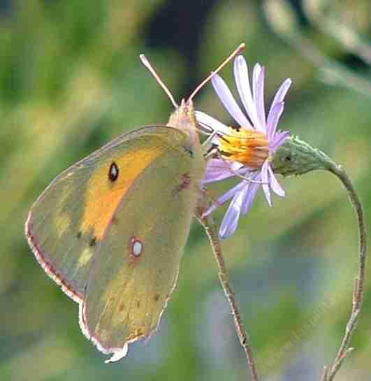 alfalfa butterfly on lessingia
