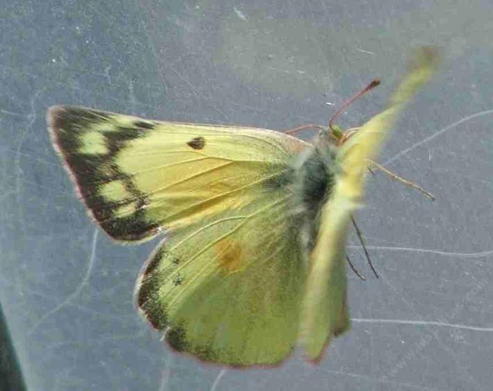 picture of an Alfalfa Butterfly Butterfly, Colias eurytheme, with wings open