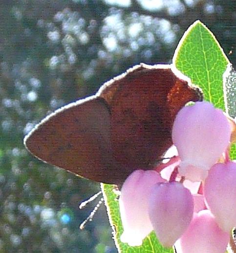 This little butterfly is actually iridescent brown.
