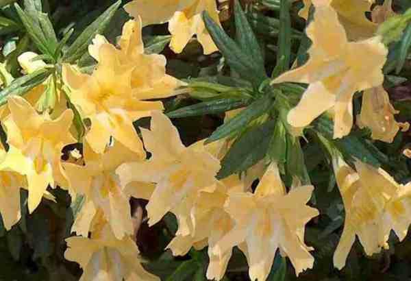 Picture of a monkey flower