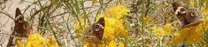 picture of a buckeye butterfly on a rabbitbrush flower