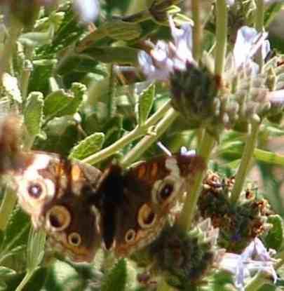 Picture of Buckeye butterfly on a Pozo Blue  Sage