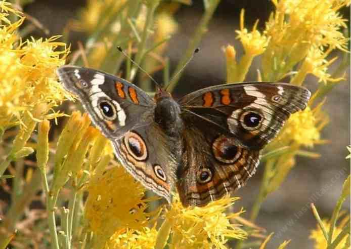 picture of a buckeye butterfly on a rabbitbrush flower