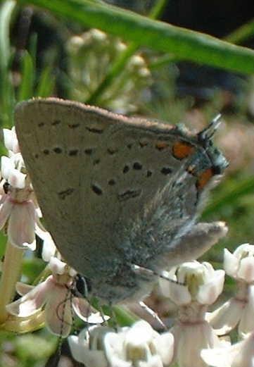 California Hairstreak on a milkweed plant