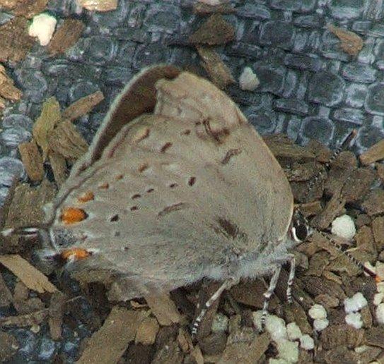 California Hairstreak, Satyrium californica on the weed mat next to the nursery plants.