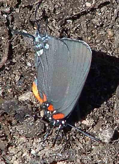 Great purple hairstreak