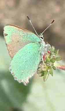 Bramble Green Hairstreak: