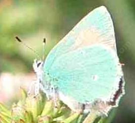 sometimes labeled as Callophrys perplexa or Callophrys viridis and sometimes Callophyrys affinis and C. apama