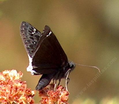 Mournful Duskywing on a buckwheat