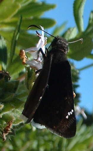 Erynnis tristis, Mournful Duskywing on black sage