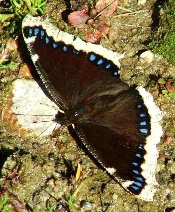 Mourningcloak butterfly sipping mud.