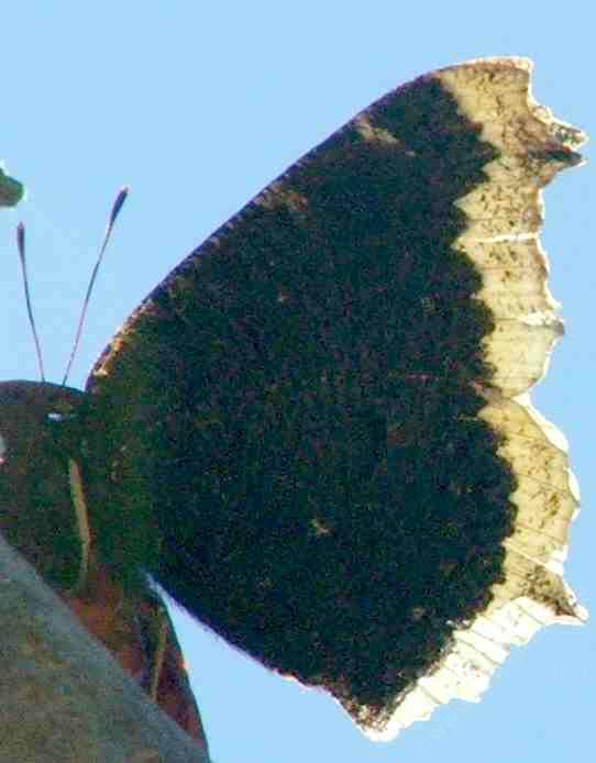 Mourning Cloak butterfly side view.