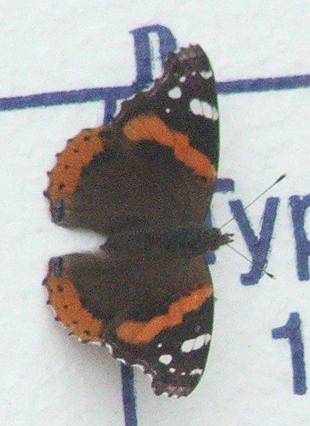 Red Admiral Butterfly lives across much of Western North America