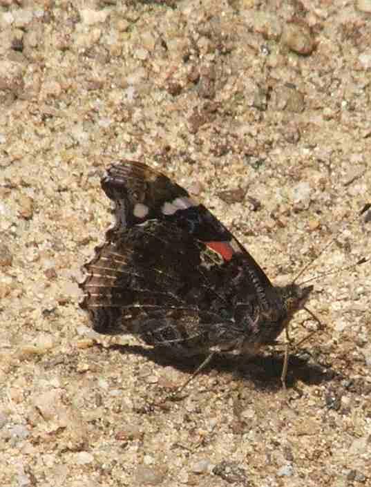 side view of red admiral, they can dissappear