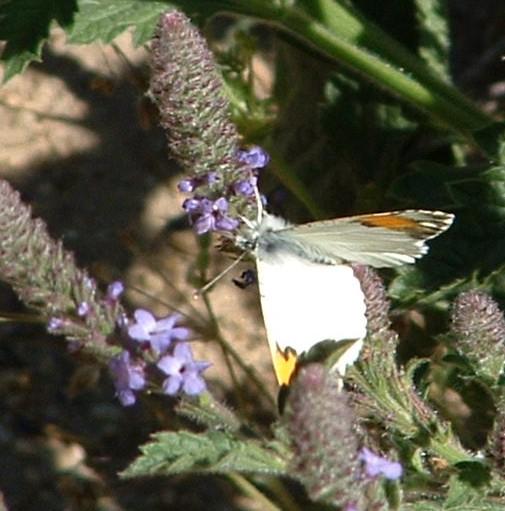 Sara orangetip on a native verbena.