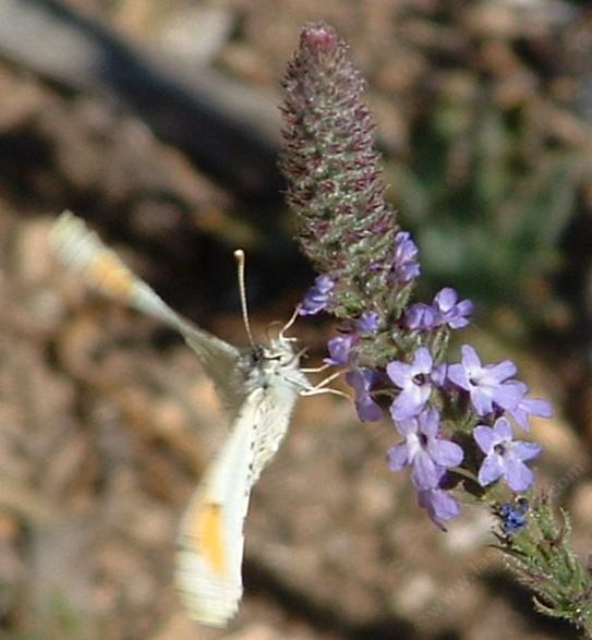 Sam Sara Orangetip on the same verbena