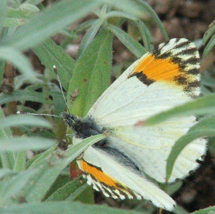 Sara Orangetip