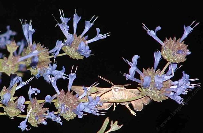 Sphinx moth on a sage.