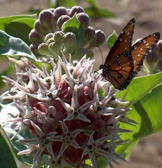 picture of a striated queen on a milkweed