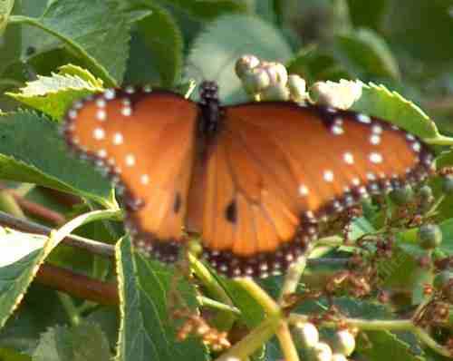 picture of a striated Queen butterfly on an elderberry 