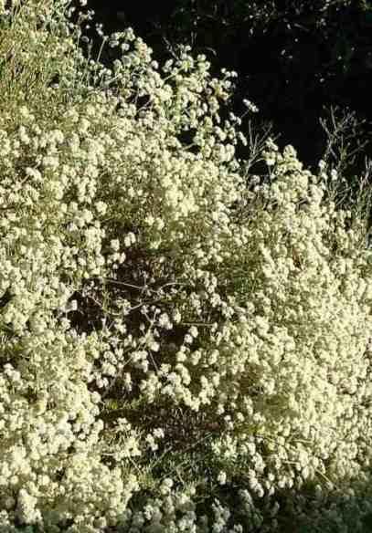 Buckwheats are very popular wit many butterfly species and are excellent no-water-natives