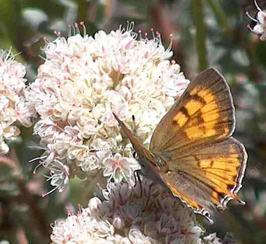 The Tailed Copper has a distinctive orange horseshoe pattern on the top of the fore wing on the female.