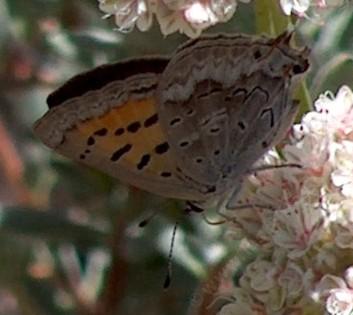  The adult Tailed Copper likes the nectar of buckwheats. 